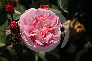 Rose in the Flora Rosarium in the village of Boskoop,Netherlands