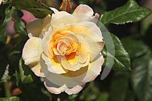 Rose in the Flora Rosarium in the village of Boskoop,Netherlands