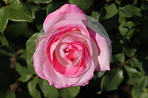 Rose in the Flora Rosarium in the village of Boskoop,Netherlands