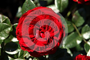 Rose in the Flora Rosarium in the village of Boskoop,Netherlands