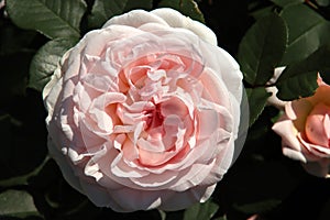 Rose in the Flora Rosarium in the village of Boskoop,Netherlands