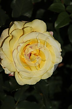 Rose in the Flora Rosarium in the village of Boskoop,Netherlands