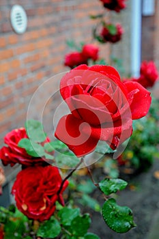 ROSE FLORAS AND PLANT BUSHES IN COPENHAGEN