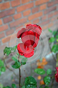 ROSE FLORAS AND PLANT BUSHES IN COPENHAGEN