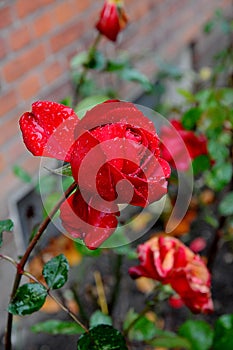 ROSE FLORAS AND PLANT BUSHES IN COPENHAGEN