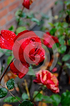 ROSE FLORAS AND PLANT BUSHES IN COPENHAGEN