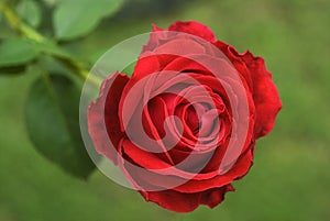 Rose flower