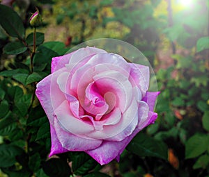 Rose flower