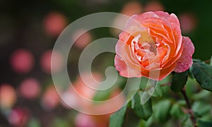 Rose flower against blurred background