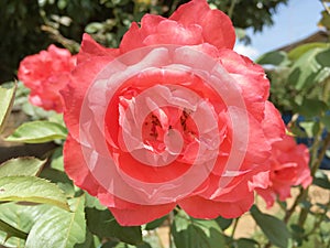 Rose flower