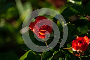 A rose flower on a background of blurred red buds on bushes in the garden