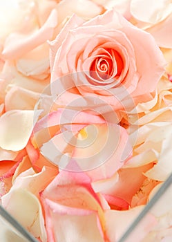 Rose flower background photo