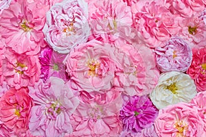 Rose flower background, top view. Pink and white French gallic vintage roses
