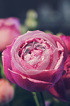Rose flower beautiful background in vintage style for women`s day