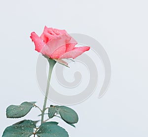 Rose flower. Beautiful pink rose and leaves with water drop and isolated on white background. valentine day.