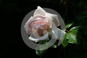 Rose flower beautifully bloomed nurtured in the garden