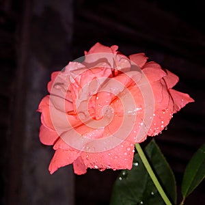 Rose Flower beauty of water drops photo