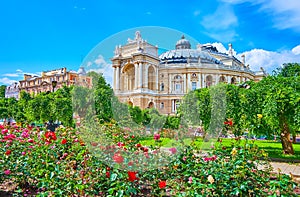 The rose flower beds and Opera House, Odessa, Ukraine