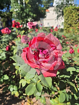 Rose flower bee  garden pink vase  Beauty