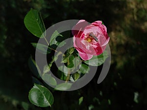 Rose flower with a bee inside collecting pollen