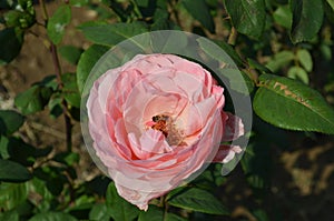 Rose flower with bee sitting in it collecting pollens from it in Rose garden Chandigarh India.
