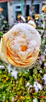 Rose flower Berdiansk