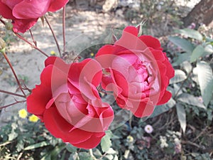 Rose Flower best grow in winter