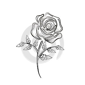 Rose flower black linedrawing