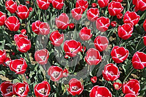 It is  a flower in korea park.