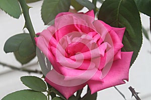 Rose flower blooming