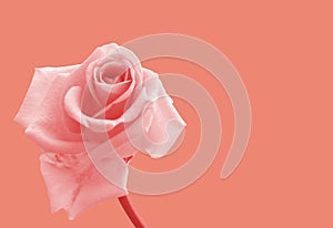 Rose. Flower. Botany. Valentine`s day and international women`s day