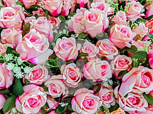 Rose - Flower, Flower, Bouquet, Flowerbed, Ornamental Garden photo