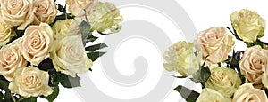 Rose flower bouquet on white horizontal long background