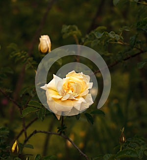 The Rose. Flower. Bud close up. Soft focus. Nature.