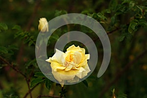 The Rose. Flower. Bud close up. Soft focus. Nature.