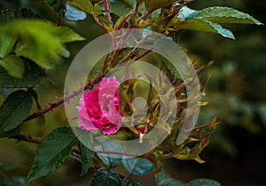 The Rose. Flower. Bud close up. Soft focus. Nature.