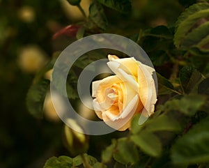 The Rose. Flower. Bud close up. Soft focus. Nature.