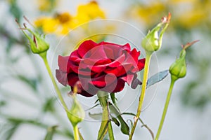 Rose flower with buds closeup summe garden