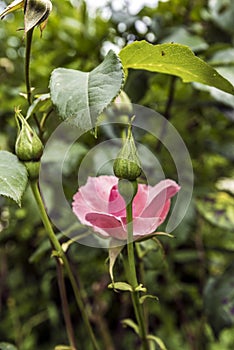 Rose flower buds and pink petals background