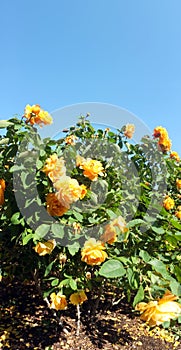 Rose flower bush