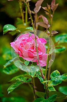 Rose flower on a bush, summer, village