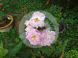 Rose flower capture in a garden