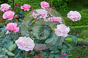 Rose Flower Christian Dior at Kyu-Furukawa Gardens in Tokyo, Japan