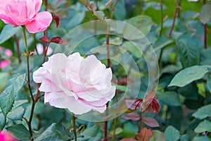 Rose Flower Christian Dior at Kyu-Furukawa Gardens in Tokyo, Japan