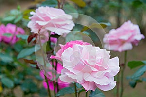 Rose Flower Christian Dior at Kyu-Furukawa Gardens in Tokyo, Japan