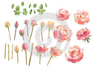 Rose flower clip art elements, stock illustration. Pink watercolor floral separate part for designing.