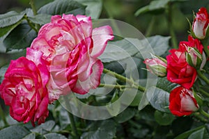 Rose flower close up. Spring flower of pink, red rose. Pink rose spring flower closeup. Natural flower background