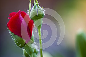 Rose flower close up. Spring flower red rose. Pink rose spring flower closeup. Spring floral background