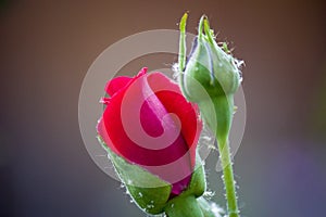 Rose flower close up. Spring flower red rose. Pink rose spring flower closeup. Spring floral background