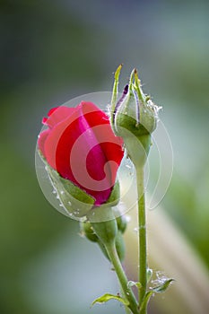 Rose flower close up. Spring flower red rose. Pink rose spring flower closeup. Spring floral background